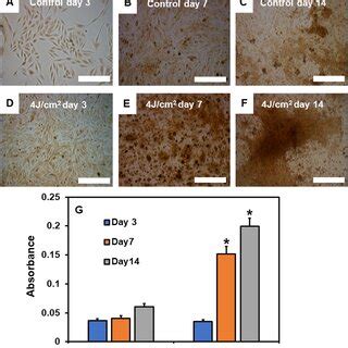 Assessment Of Cell Viability Using Live Dead Assay Ac Control