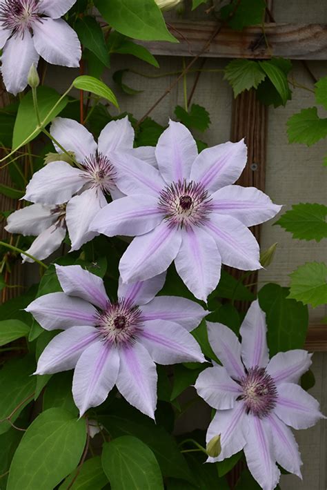 Nelly Moser Clematis Buchanan S Native Plants