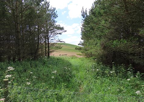 Gap In The Plantation Anne Burgess Cc By Sa Geograph Britain