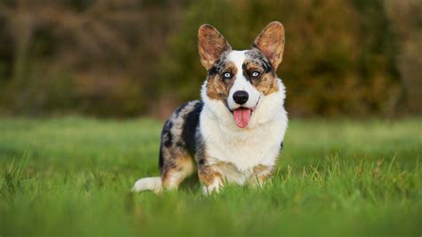 Welsh Corgi Cardigan Steckbrief Haltung Pflege Ern Hrung