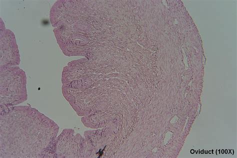 Oviduct – Tutorial – Histology Atlas for Anatomy and Physiology