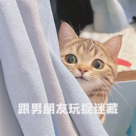 猫咪跟主人玩捉迷藏完美表情包 抖音