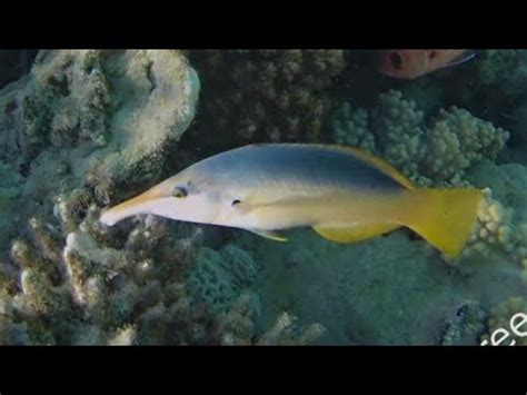 Green Birdmouth Wrasse Female Gomphosus Caeruleus YouTube