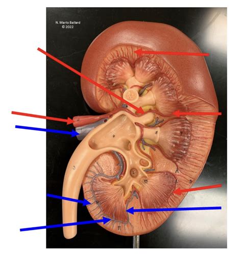 A P 2 LAB URINARY MODEL 3 Diagram Quizlet