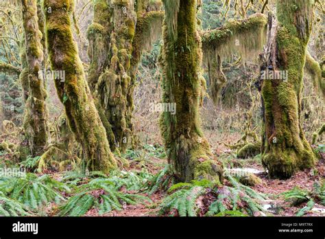 Moss On Trees In The Hoh Rain Forest In Olympic National Park Stock