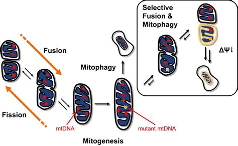 Mitochondrial Dynamics And Mtdna Integrity Chemical And Biological