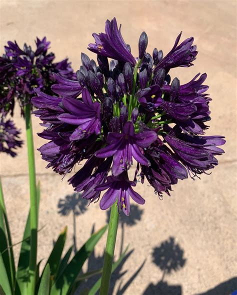 Agapanthus Blackjack PBR Golden Valley Plants