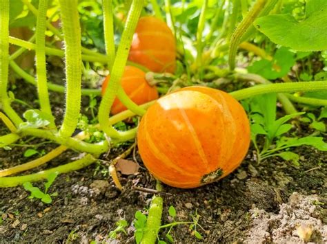 Premium Photo Big Orange Pumpkins Growing In The Gardenbig Orange