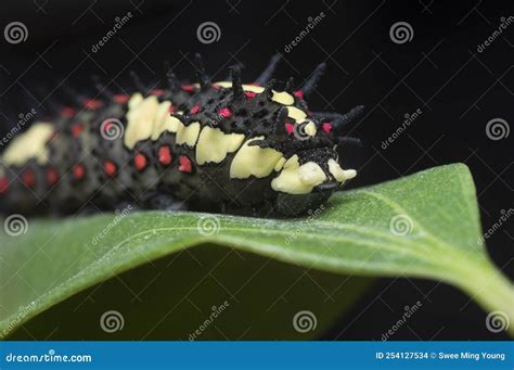 The Red Spotted Species Swallowtail Caterpillar Stock Photo Image Of