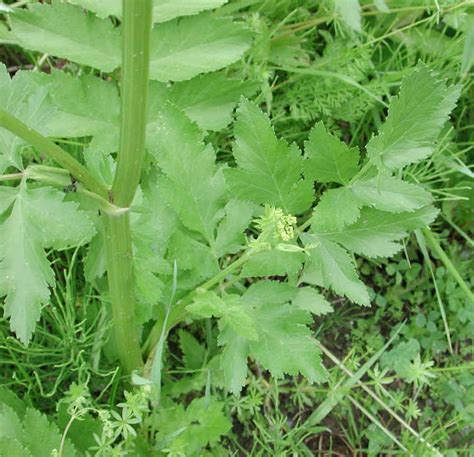 Wild Parsnip Pastinaca Sativa 12 Wild Flowers Of Sleepy Hollow