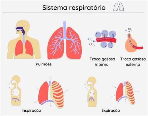 Sistema respiratório importância função resumo Biologia Net