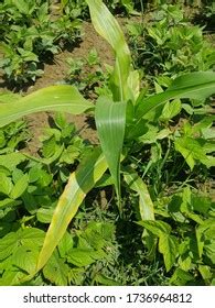 Corn Plant Showing Potassium Deficiency Symptoms Stock Photo