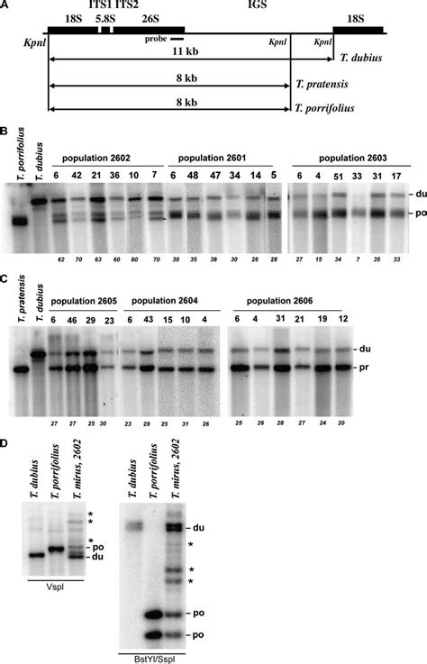 Southern Blot Hybridization Analysis Of The Igs Region A