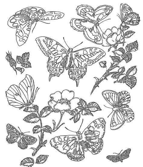 Unleash Your Creativity With Adult Coloring Pages Of Butterflies