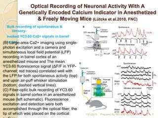 Monitoring Neural Activities By Optical Imaging PPT