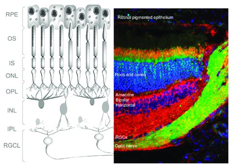 Morphology Of The Adult Mouse Retina Left Schematic Depicting The