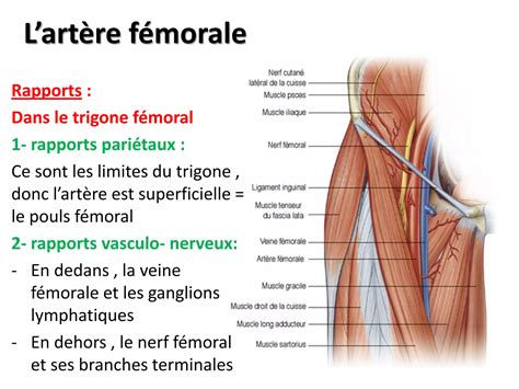 Anatomie Vascularisation Du Membre Inferieur Pdf