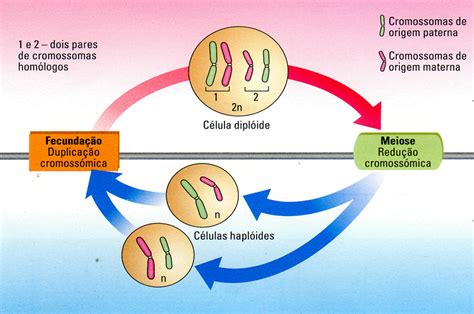 Biologia And Geologia Reprodução Sexuada