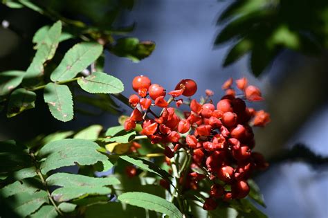 Abu Gunung Merah Buah Liar Foto Gratis Di Pixabay Pixabay