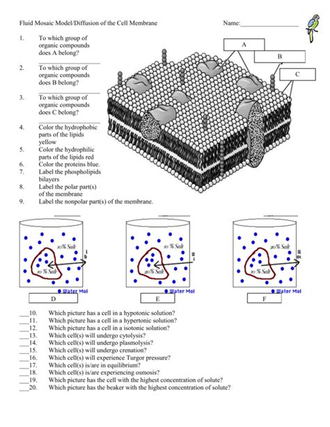 Fluid Mosaic Model of the Cell Membrane