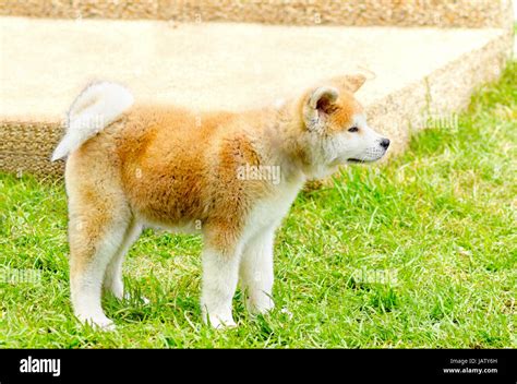 Una Vista De Perfil De Un Joven Hermoso Blanco Y Rojo Akita Inu