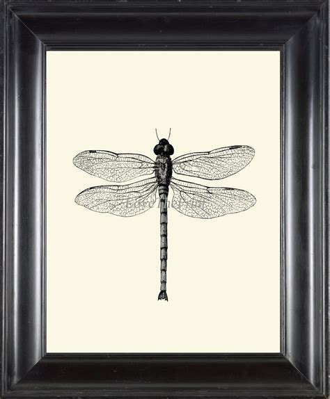 Dragonfly Print Wall Art PR3 Beautiful Insect Vintage Black Etsy