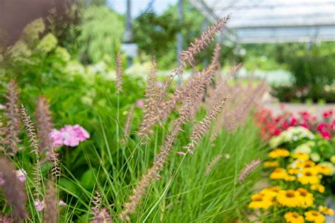 Perennial Ornamental Grasses | Petitti Garden Centers