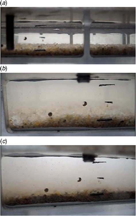 Visualization of the particle movement displaced by water in ...