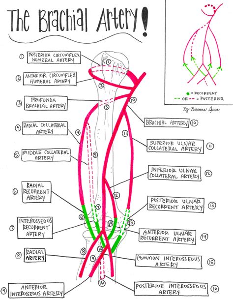 Blood Supply Drawings The Upper Extremity — Breanna Spain Blog