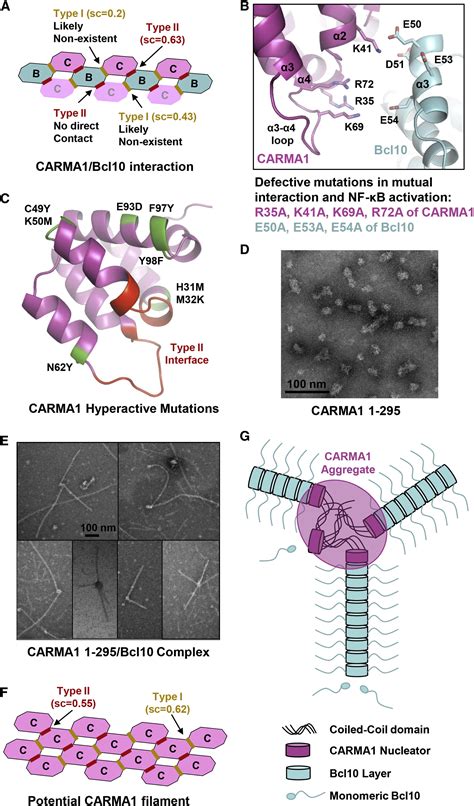 Structural Architecture Of The Carma Bcl Malt Signalosome