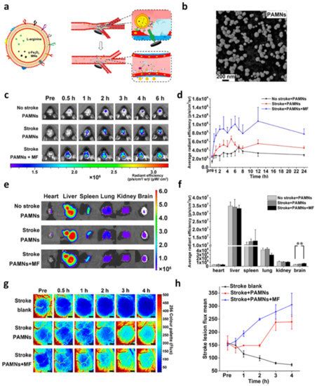 Nanomaterials Free Full Text Latest Advances In Biomimetic Cell Membrane Coated And Membrane