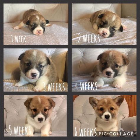 Pembroke Welsh Corgi Corgi Puppies Corgi Mix