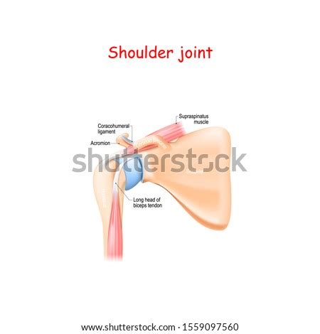 CORACOID-PROCESS Stock Vector Images - Avopix.com