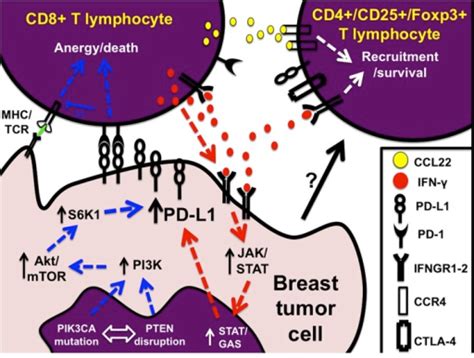 Figure 1 Modulation Of Pd L1 Levels In Breast Cancer Open I