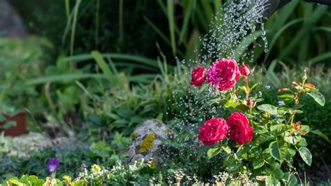 10 Pro Tips For Treating Powdery Mildew On Roses