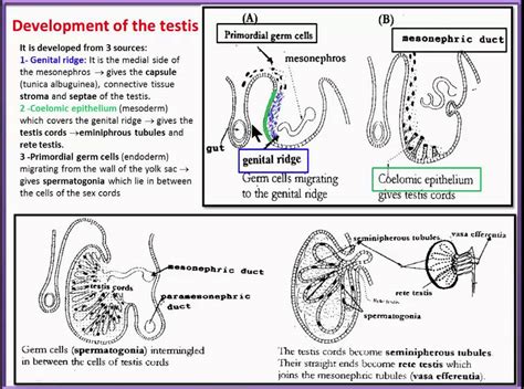 Urogenital System Development Of The Testis Descent Commonest