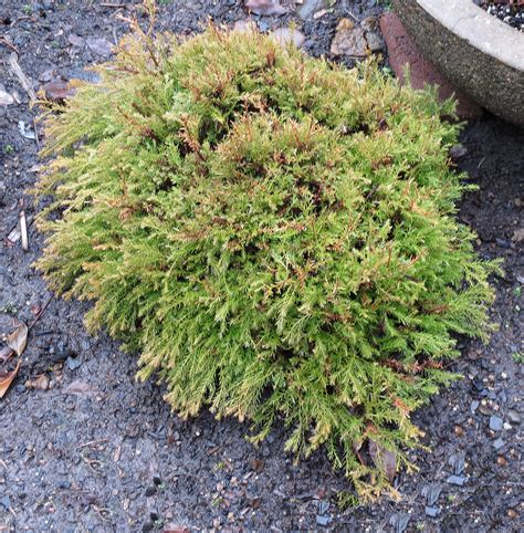 Thuja Occidentalis Rheingold This Dwarf Arborvitae Everg Flickr