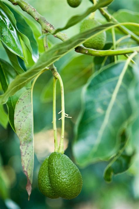 Cómo plantar un aguacate