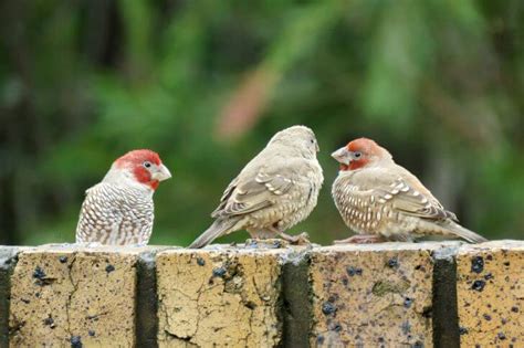 Brown Birds With Red Heads Identification