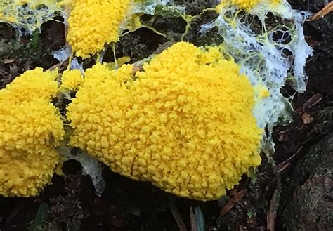 Slime Molds Myxomycetes Act Ii Benefits For Humans