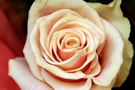 Peach Roses | Peach Roses ~ Rose Flower Pictures | Peach roses, Rose ...