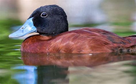 Maccoa Duck British Waterfowl Association