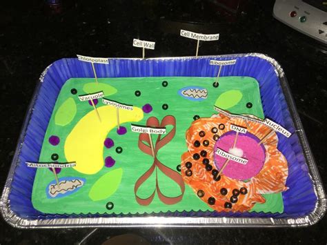 3 D Plant Cell Plant Cell Project Edible Cell Project Plant Cell Model