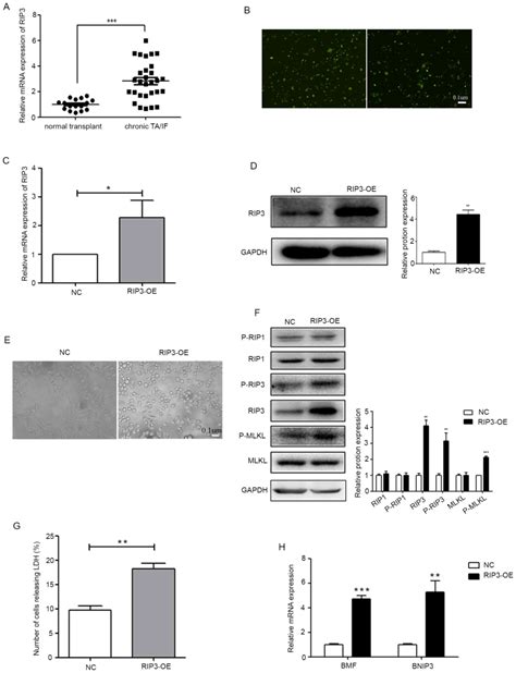 Upregulation of RIP3 promotes necroptosis via a ROSdependent NFκB