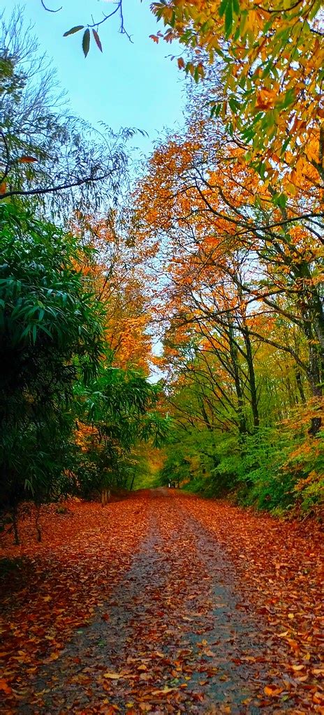 Allée d automne Marie du Val Couesnon Flickr