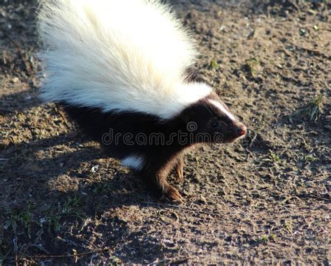 Striped skunk. In the habitat in enclosure. Foto taken in aqua zoo ...