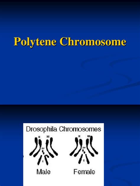 Polytene Chromosome Molecular Genetics Cell Anatomy