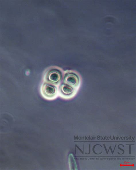 Chroococcus New Jersey Center For Water Science And Technology