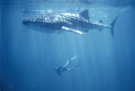 Whale Shark Diving Etiquette