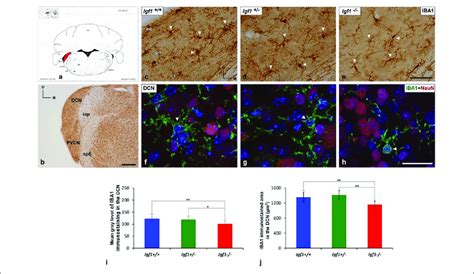 Iba Immunostaining In The Dcn Of Igf Mice A Coronal Section